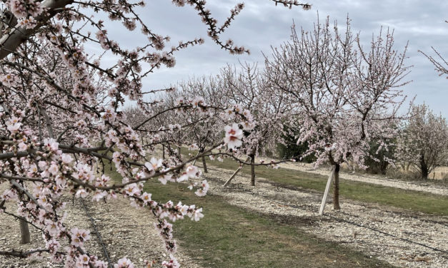 Turismo de Floración en Vilagrassa Cataluña: Flor de almendros en L’Urgell