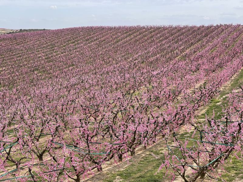 Aitona en flor fechas de floración