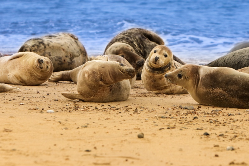 Dónde ver focas en Islandia en verano Ytri Tunga